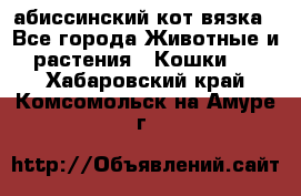 абиссинский кот вязка - Все города Животные и растения » Кошки   . Хабаровский край,Комсомольск-на-Амуре г.